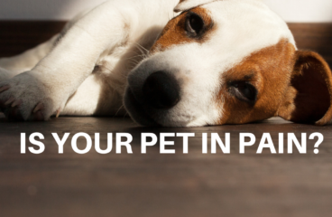 Is your pet in pain? Manage animal pain with PEMF therapy