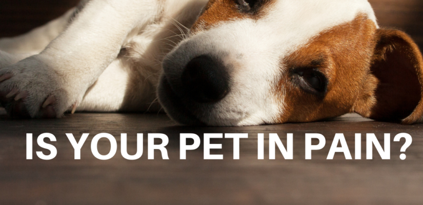 is your pet in pain?